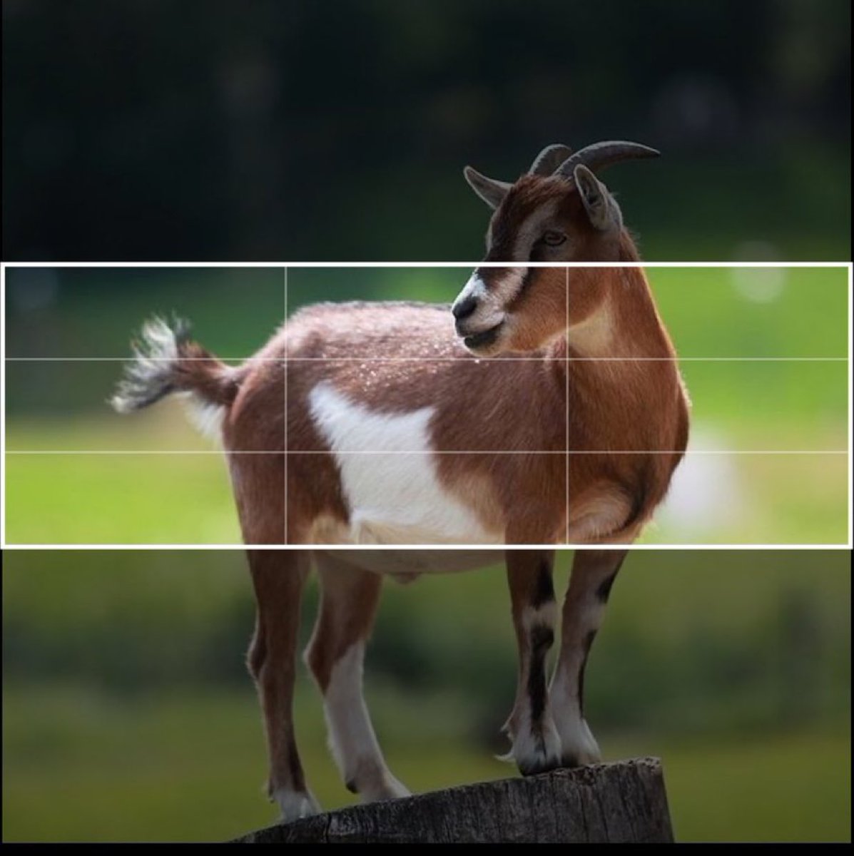 ¿Como puedo hacer que me quepa en el banner entera?