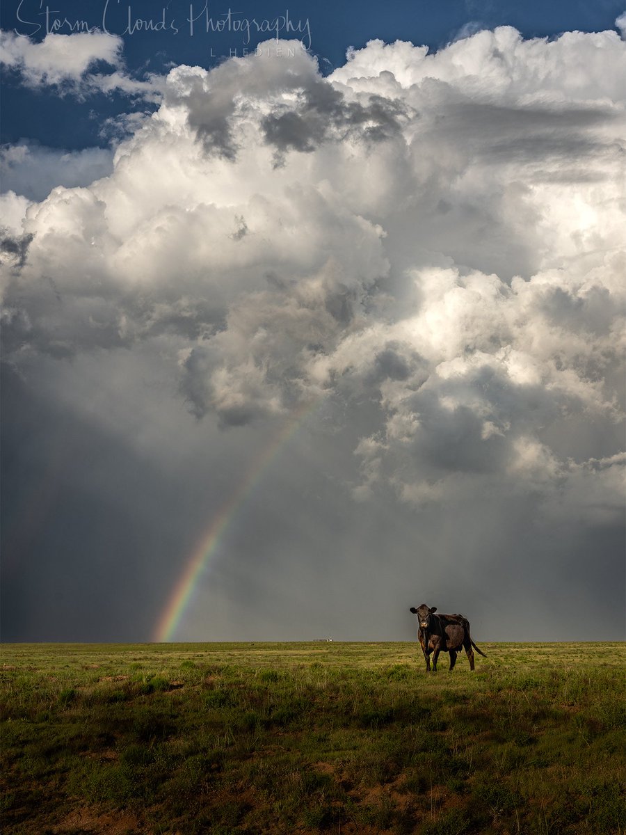 A #cow waits under a #rainbow with a #supercell 🛸 #storm in #NewMexico June. #cloudscape #weatherphotography #weather #clouds #sky #thunderstorm #stormhour #wxtwitter #zcreators #nikonz9 @nikonoutdoorsusa @nikonusa @discovery #thephotohour @xwxclub #natgeoyourshot <a href="/CloudAppSoc/">Cloud Appreciation Society</a>