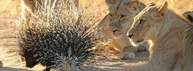 Birbirine karşı saygılı olmayı öğreten karşılıklı güç dengesidir.
