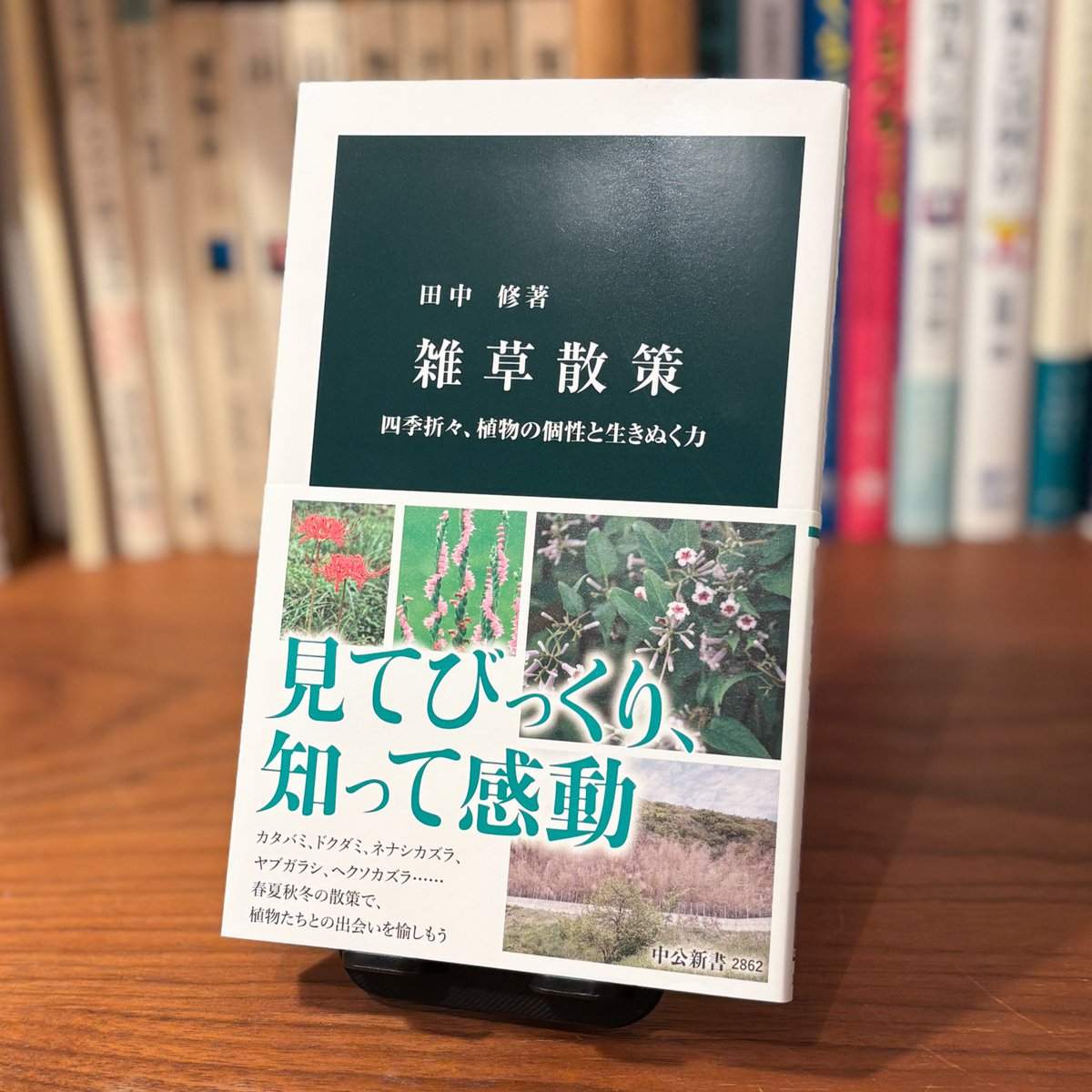 ヒガンバナは3倍体植物だから種子を作らない。なのになんで花を咲かすの？
C3回路、C4回路ってなに？
ちょっと難しい植物の仕組みもやさしくわかりやすく教えてくれます。

本文はもちろんのこと、夏の七草、冬の七草などのコラムもとっても面白いです。

田中修『雑草散策』中央公論新社