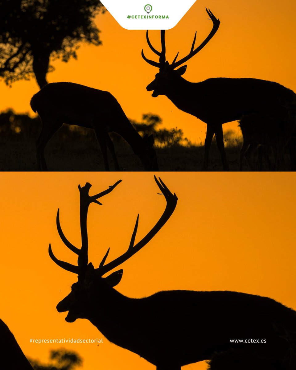 #CetexInforma 🦌El Parque Nacional y Reserva de la Biosfera de Monfragüe nos regala cada otoño uno de los momentos más impresionantes de la vida silvestre: la berrea del ciervo.

turismomonfrague.es
Fuente y 📸 Turismo Monfragüe, Reserva de la Biosfera y Parque Nacional
