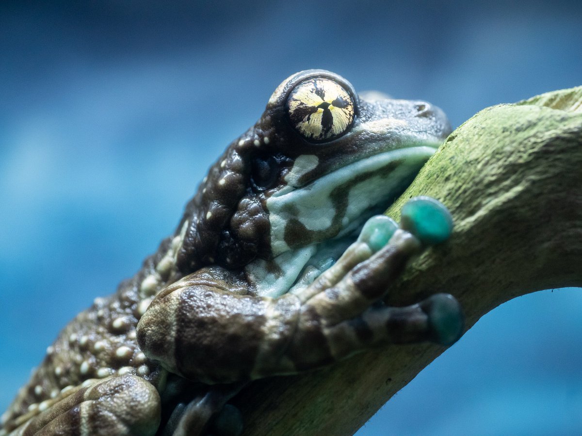 ジュウジメドクアマガエル ジュウジメドクアマガエル - カエル工房