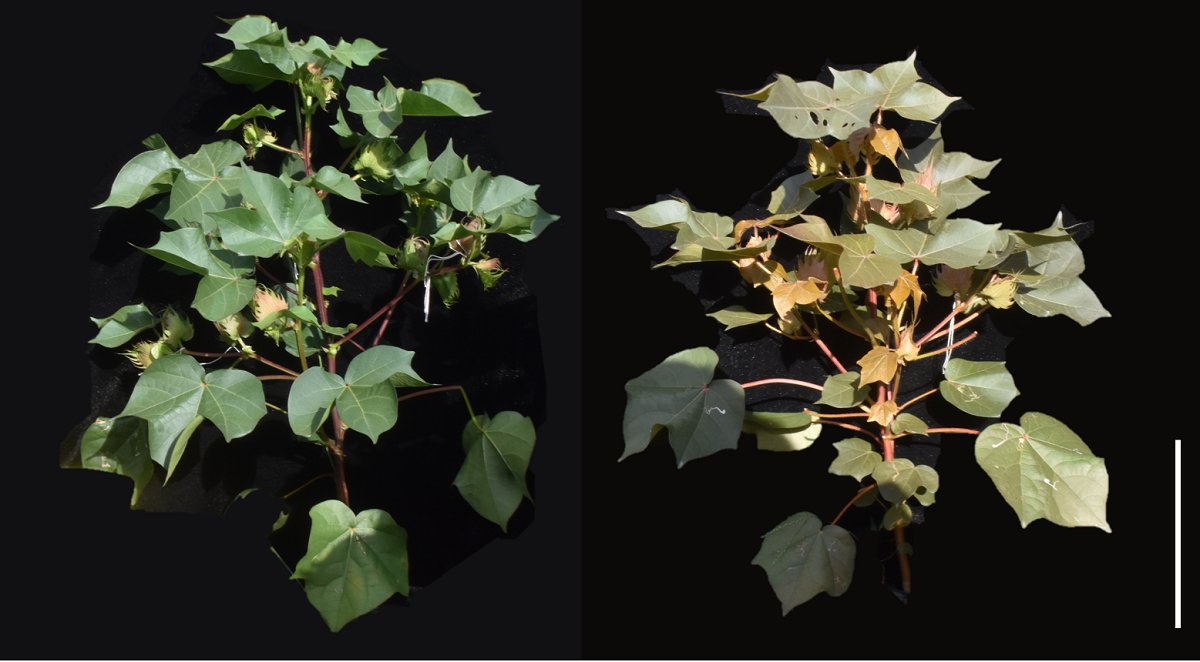 CanaleYaoyang's tweet image. 🧬 La Cina sviluppa una varietà di cotone geneticamente modificata capace di produrre astaxantina, un potente antiossidante.
Pubblicata su Plant Biotechnology Journal, la ricerca apre nuove vie per l’uso multifunzionale del cotone: da fibra a biofabbrica!
#biotecnologie #cotone