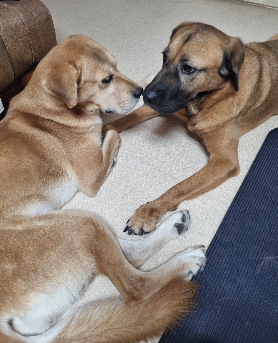 다정하게 뽀뽀하는 체리살구💜