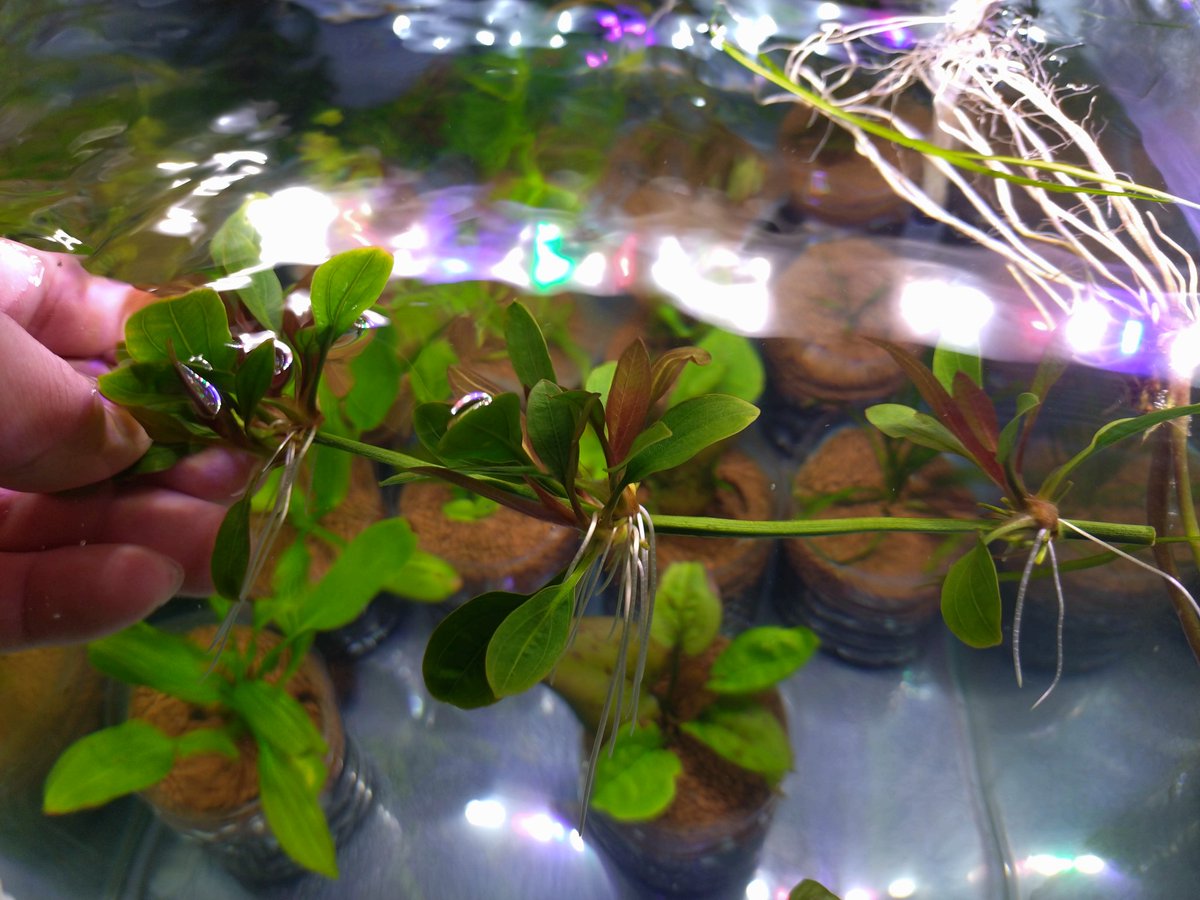エキノドルス ホレマニー レッド これもまだ分けられず1カップ3株植え
