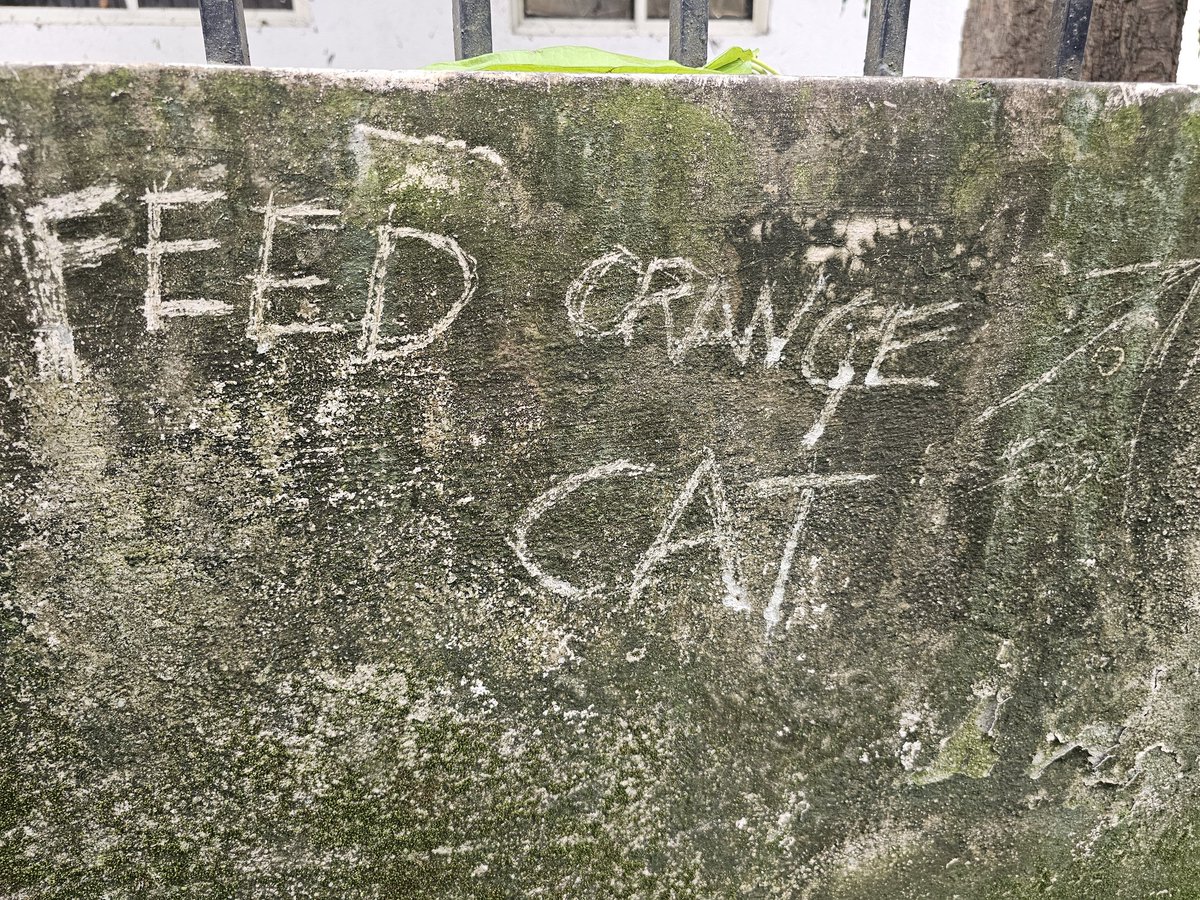 Whoever in Malleshwara is trying to feed the orange cat, can I please join your community?