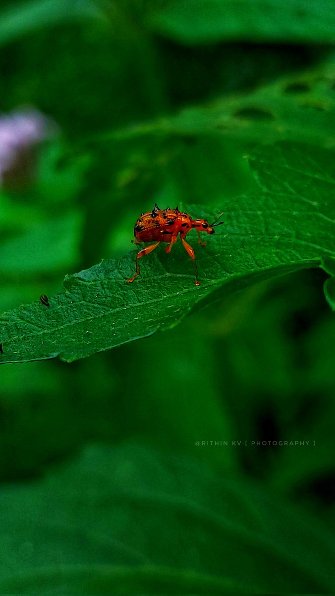 RITHIN KV | Photography 📸 tweet media