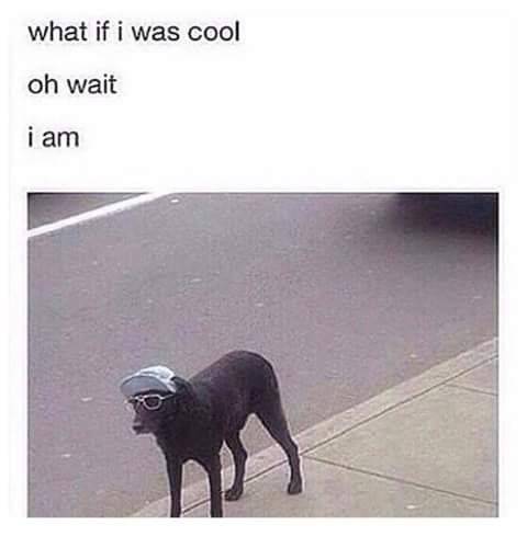 WholesomeMemes (@wholesomememe) on Twitter photo 