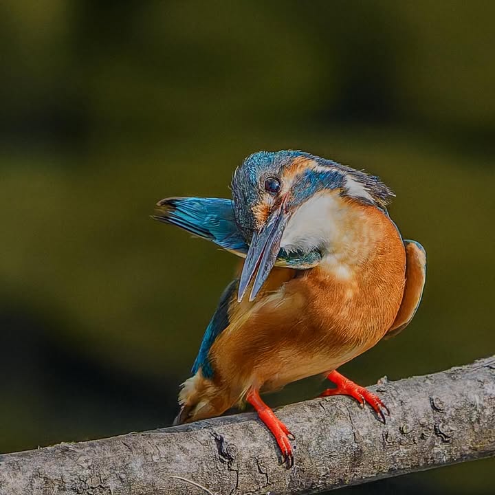 haruno__naomi's tweet photo. カワセミの毛繕い📷✨

#カワセミ #かわせみ #翡翠 #野鳥 #野鳥撮影 #sonyalpha #birdphotography #birdsofinstagram #bird #birds #kingfisher #commonkingfisher #nuts_about_birds https://t.co/vaE4UA3z1L