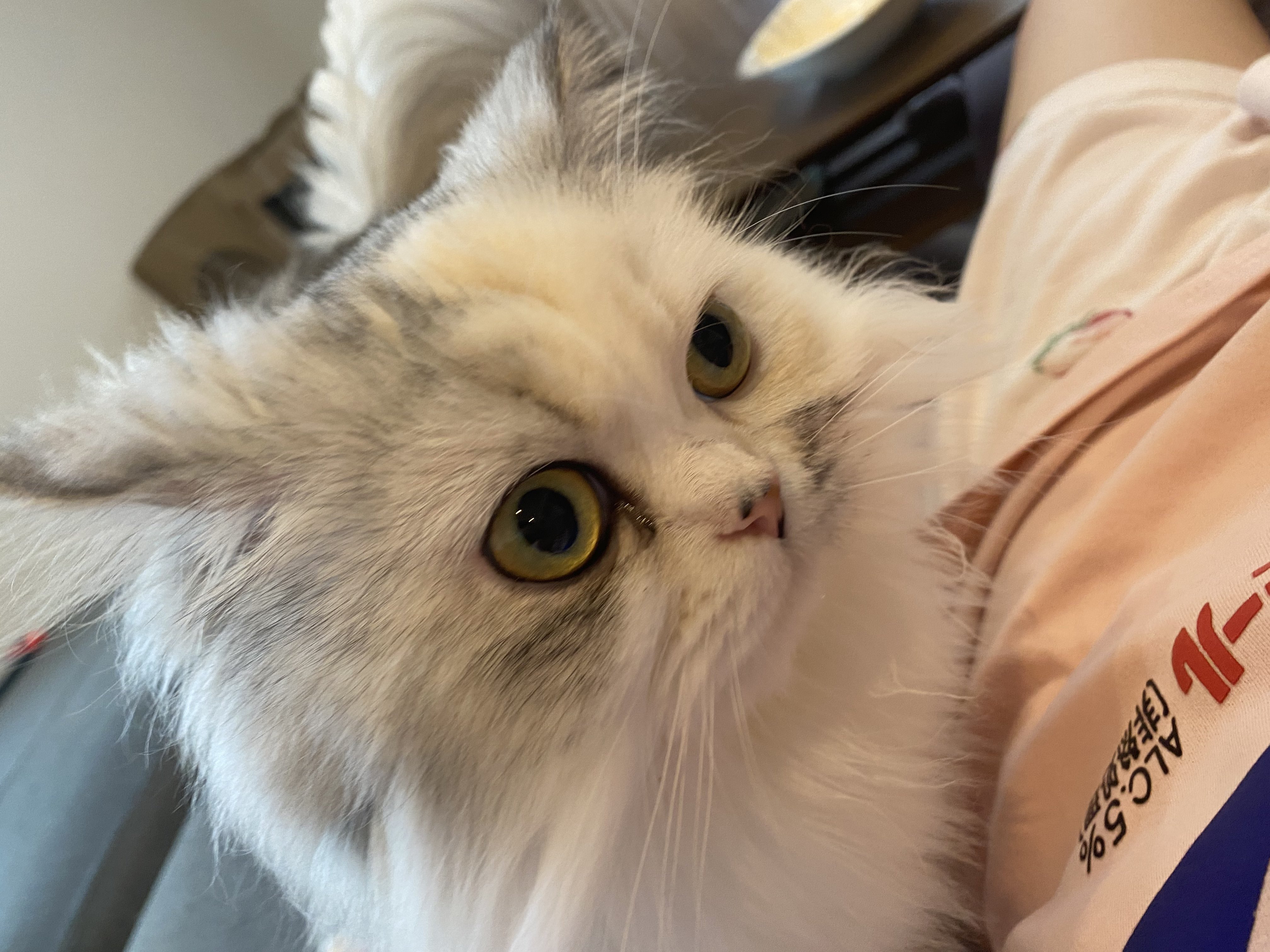 まなあきちゃん御予約❤️生後3ヶ月♡天使みたいな♡子猫ちゃん♡アートドール♡ まなあきちゃん御予約❤️生後3ヶ月♡天使みたいな♡子猫ちゃん