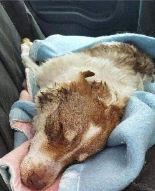 DogLovers03's tweet photo. My baby died today. She was 10 years old. I miss her so much.💌😢 https://t.co/1ct5u3wITW