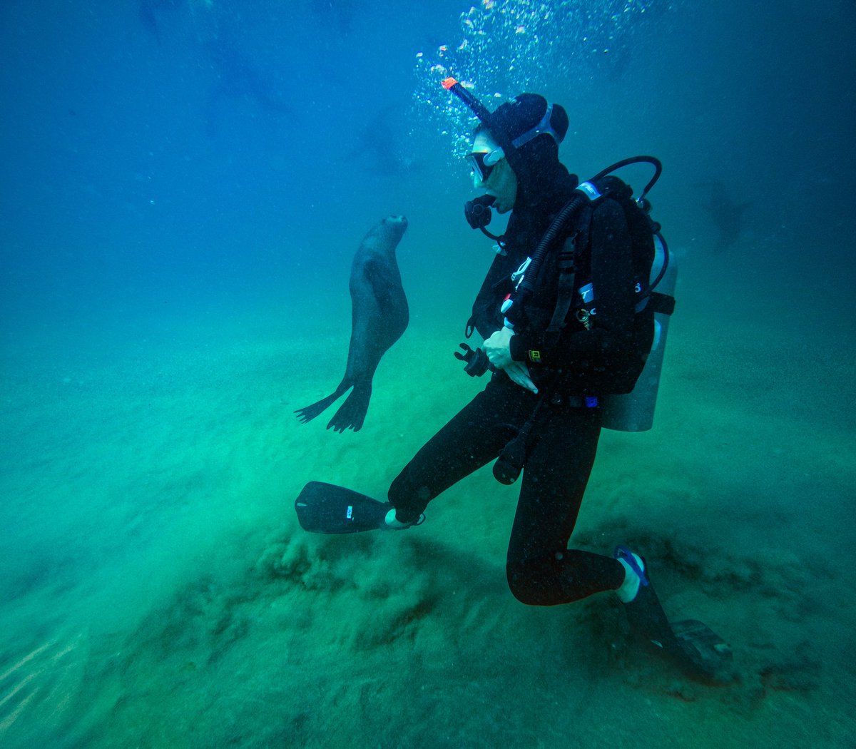 Bonne_de_Bod's tweet image. Been away doing some upgrading on my diving skills for an episode we will be filming soon… dispatches to follow 😁
But just had to share this, look who came to say hi!