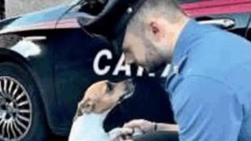 enpaonlus's tweet photo. Lancia in strada una cagnolina e l'abbandona, denunciato il «conte» Robert Filo della Torre di Santa Susanna https://t.co/HK0avTA5Tc - Crudeltà verso l'animale l’accusa x il 36enne volto tv con precedenti guai giudiziari.Cagnolina sequestrata e presa in custodia da @_Carabinieri_ https://t.co/RYnafmYBAE