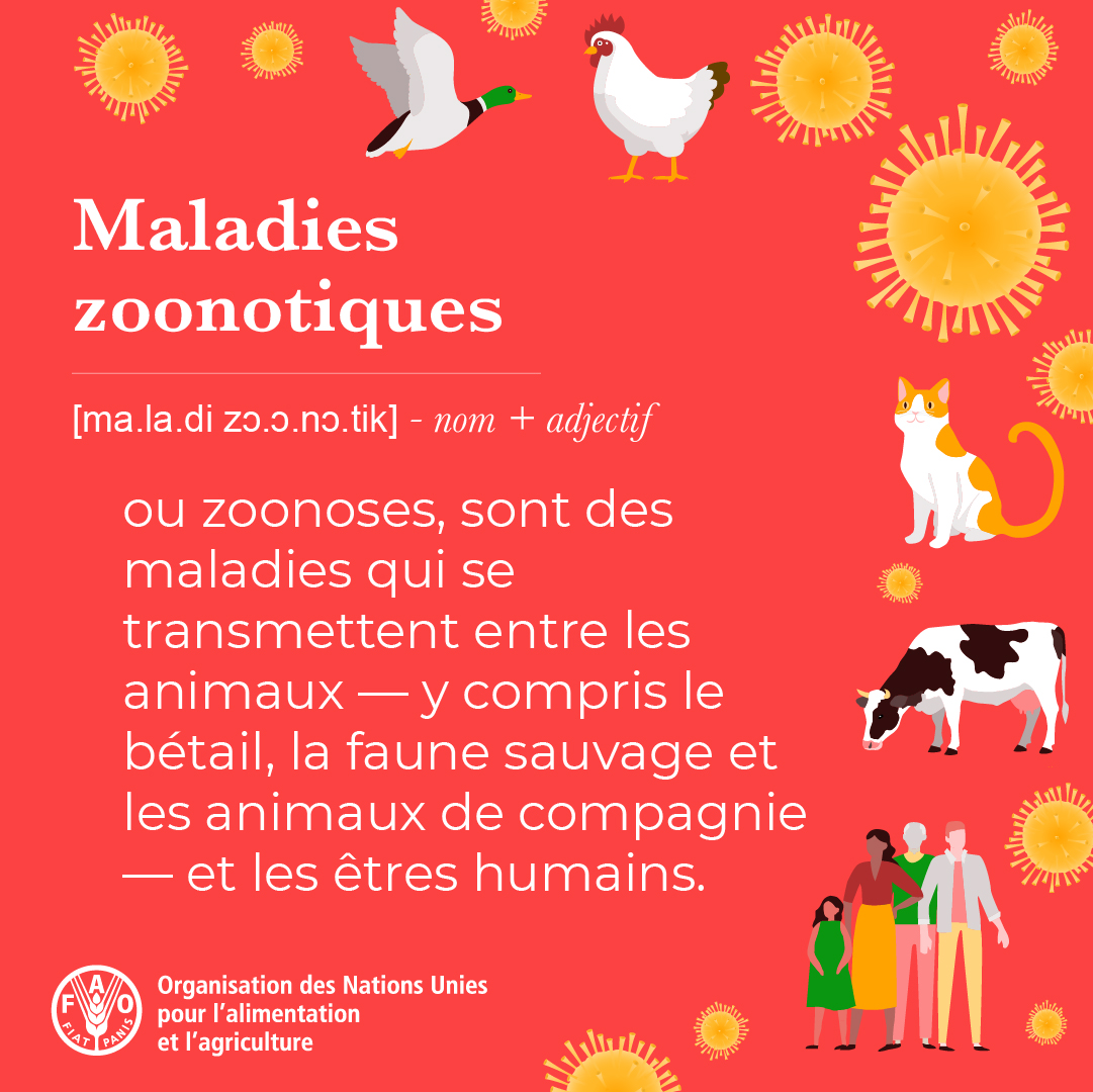 #LeSaviezVous? 60% de toutes les maladies infectieuses humaines sont d'origine zoonotique. 

Comme la fièvre de la vallée du Rift, le MERS-CoV et certaines souches de la grippe aviaire.

Mais que sont exactement les maladies zoonotiques?⤵️

bit.ly/4mhvoXV

#UneSeuleSanté