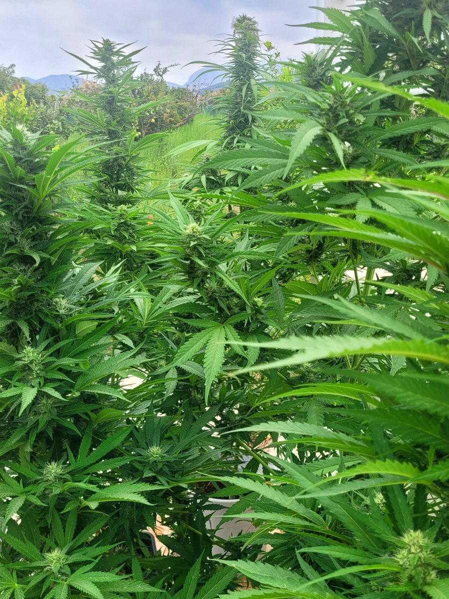 Sophie_MJ's tweet image. Seguimos floreciendo con la mejor de las intenciones.
📸 Apple Fritter  @KannabiaSeeds y su gran adaptación a climas con exceso de humedad 🙌🏽
Super contenta 😊