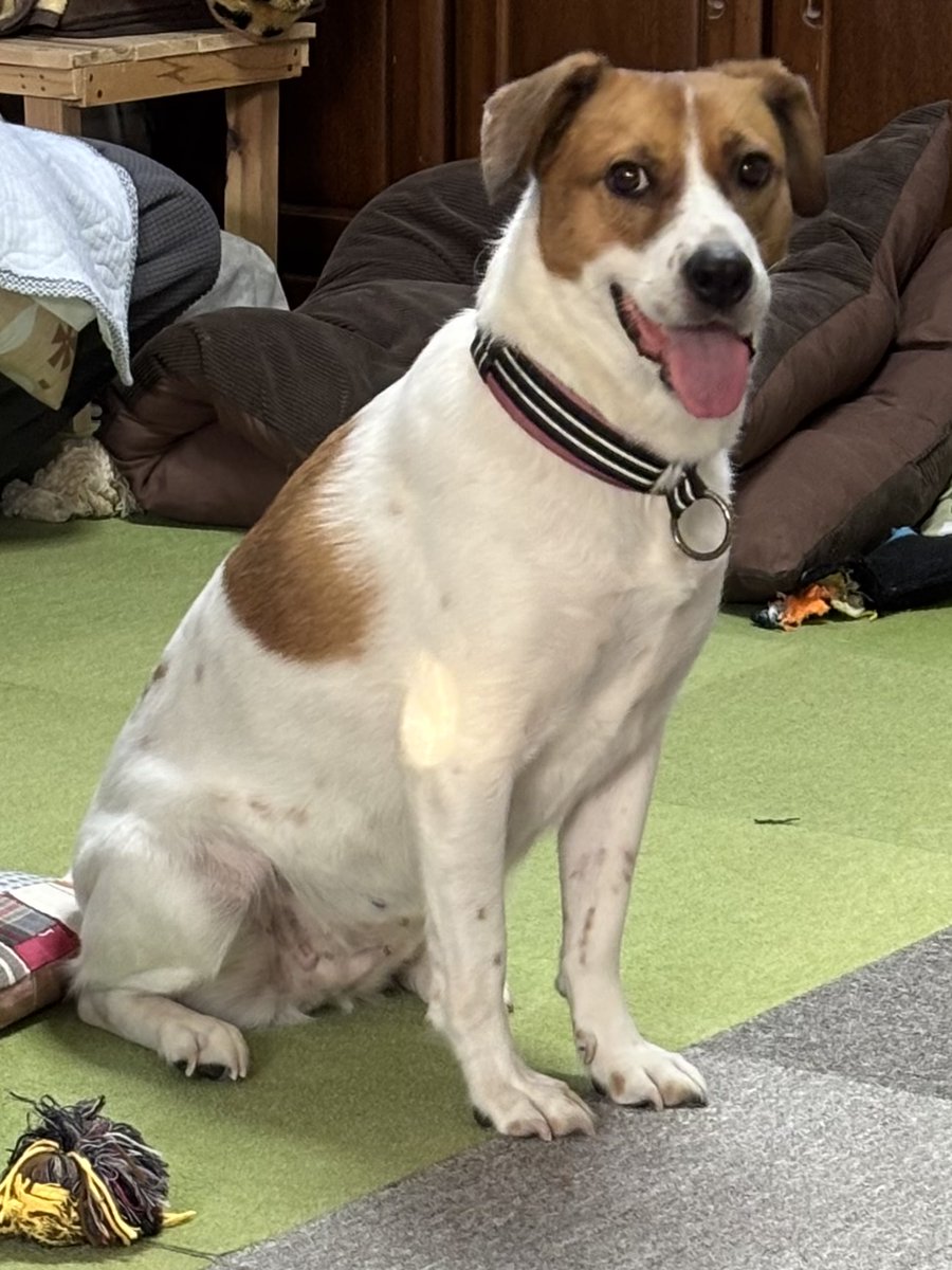 同じ部屋に男性(父)がいてもケージから出てくるようになったよ

パーティ信子ちゃんは家族募集中
お問い合わせは↓
sakumonto.com
#里親募集 #雑種犬 #咲桃虎 #預かりボランティア