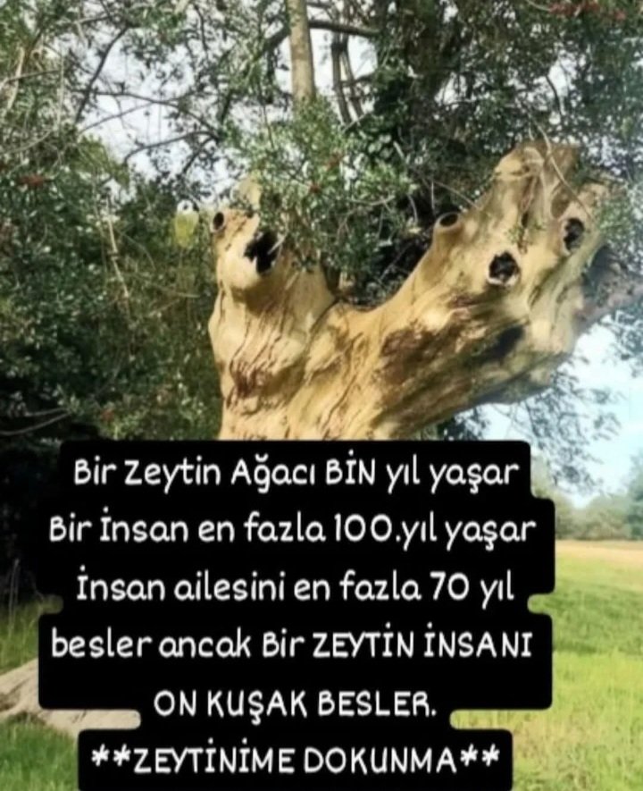 Öleceksin insanoğlu..! Onlar senden daha uzun yaşayacak diye mi bu kinin..?
#ZeytinimeDokunma  Günaydın🫒