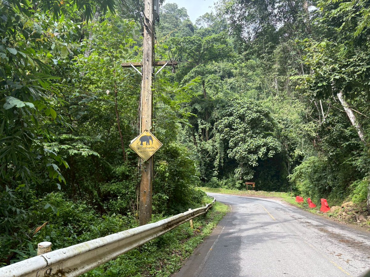 cantskitsuki's tweet photo. ファーストクラス乗るだけじゃアレだから…と東北地方に移動し車を借りて世界遺産のカオヤイ国立公園を爆走
海外での車運転は初だったけど意外と余裕だった
(海外バイク運転は🇻🇳と🇮🇩で経験済)

昔はパスポートだけで車借りれたみたいだが、年々規制が厳しくなり最近は国際免許証ないと普通に無理との事 https://t.co/79q2ErBoaF