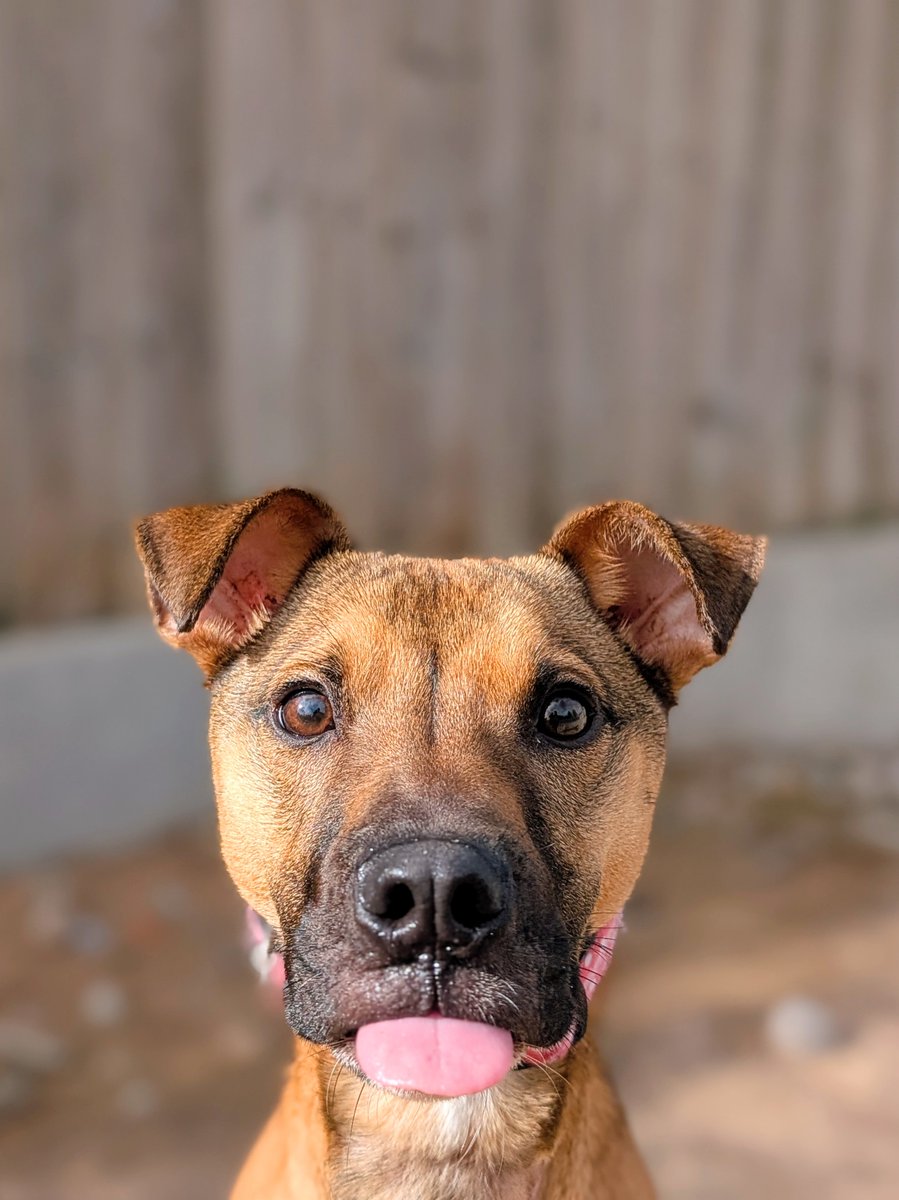 DTCardiff's tweet photo. ๐The cutest #TongeOutTuesday ever from pretty girl Belle ๐ฅน Belle is just a pup at only 10 months old and finds herself wishing on a star that her perfect match is out there. Could you be Belle's happily ever after? ๐
#DogsTrust #Tot #AdoptMe #AdoptDontShop https://t.co/W7A8NfodR4
