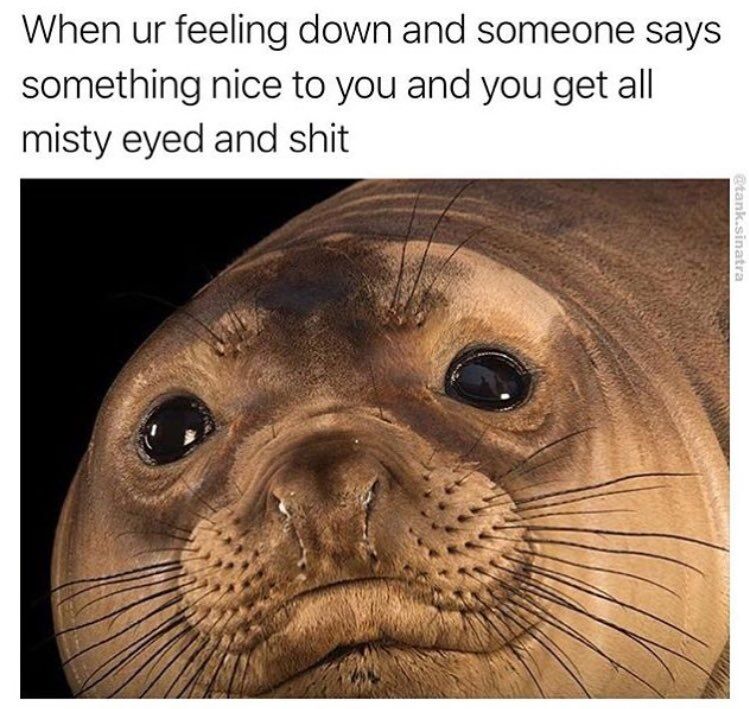 WholesomeMemes (@wholesomememe) on Twitter photo 