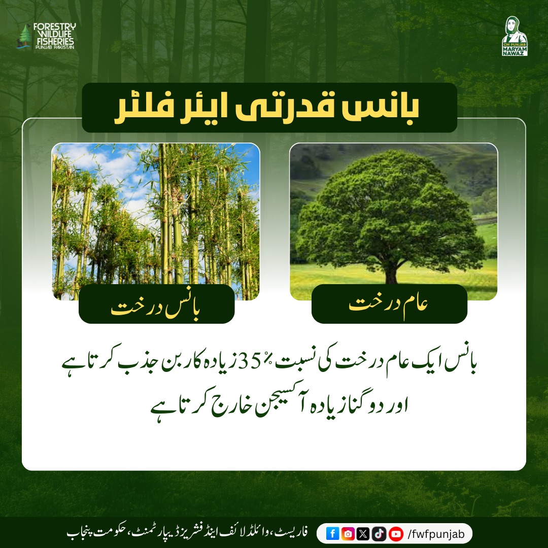 fwfpunjabpk's tweet photo. بانس عام درختوں کے مقابلے میں 35% زیادہ کاربن جذب کرتا اور دوگنی آکسیجن خارج کرتا ہے۔
.
.
.
#bambootree #forest #GreenPlanet #fwfpunjab #GovtOfPunjab https://t.co/qPJkstes0l