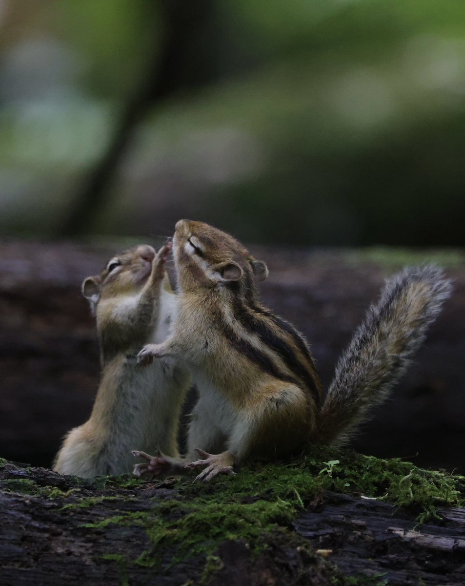 喧嘩してるのか？
遊んでるのか？
ほんとは仲良しな2匹。
#シマリス　#北海道