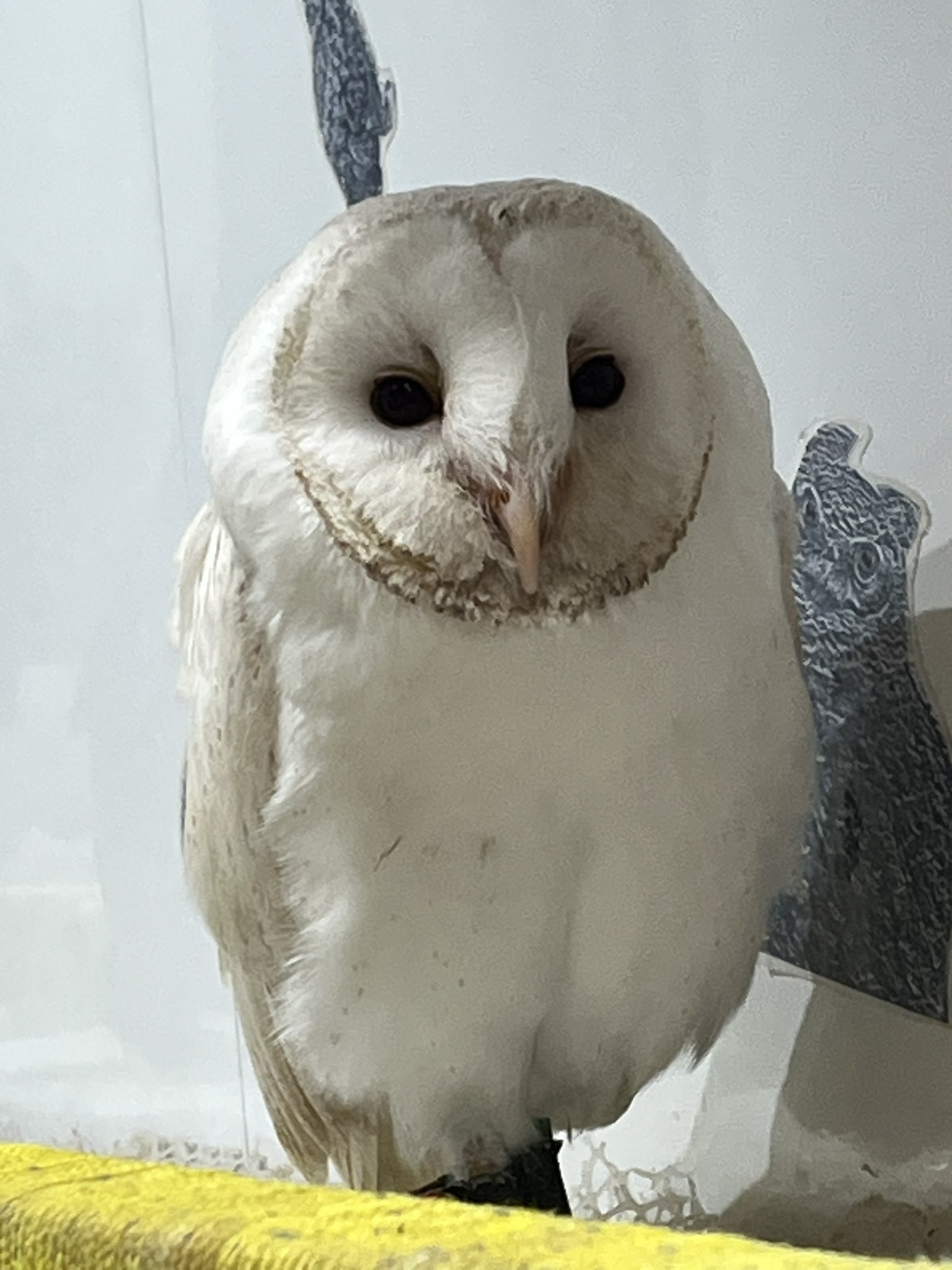 茶色いブラウン しぇふ染め×かけるり 土身フクロウ imgrc0069587406.jpg