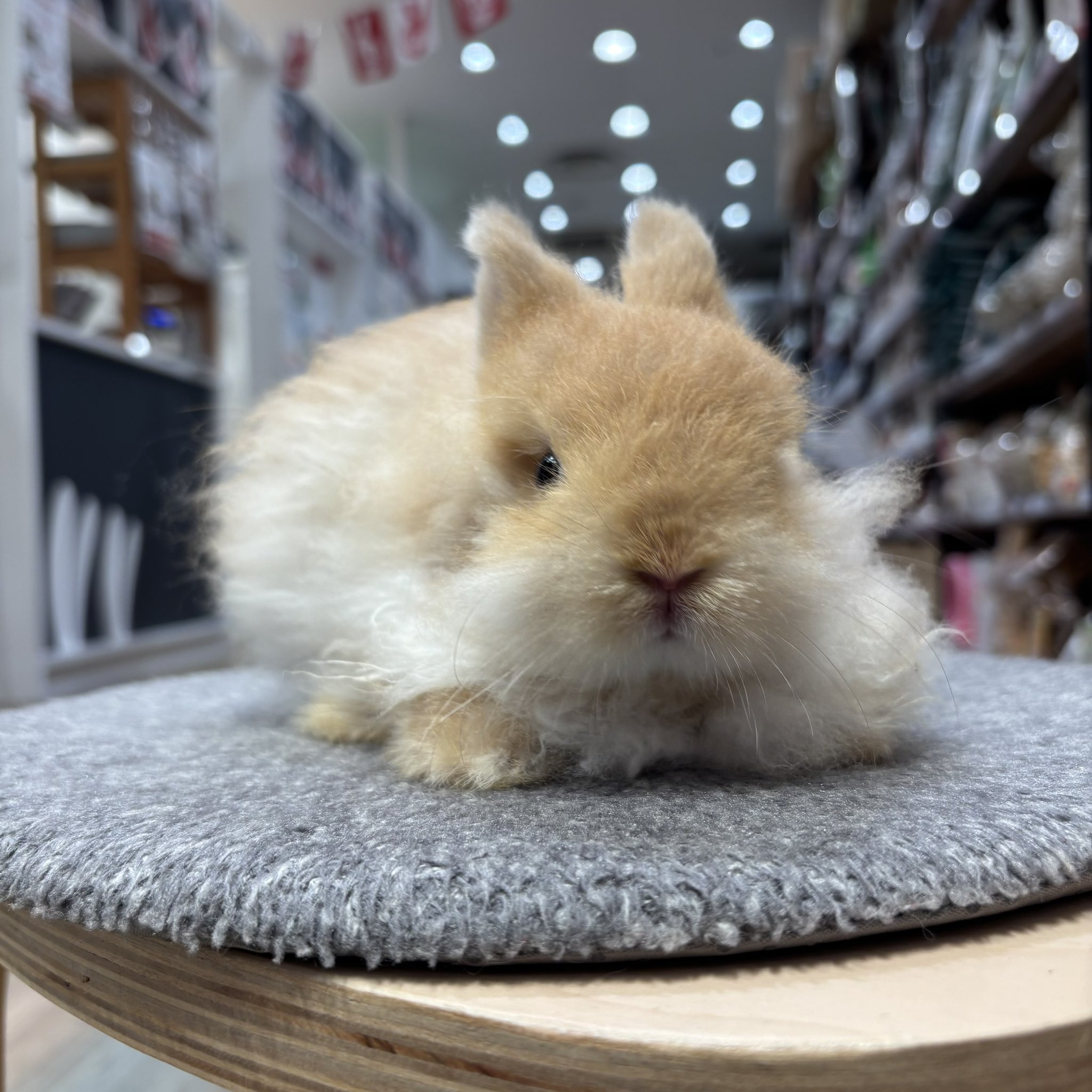 うさぎページ Floppy Animal Rabbit／Senger / Shop ZUTTO for the long