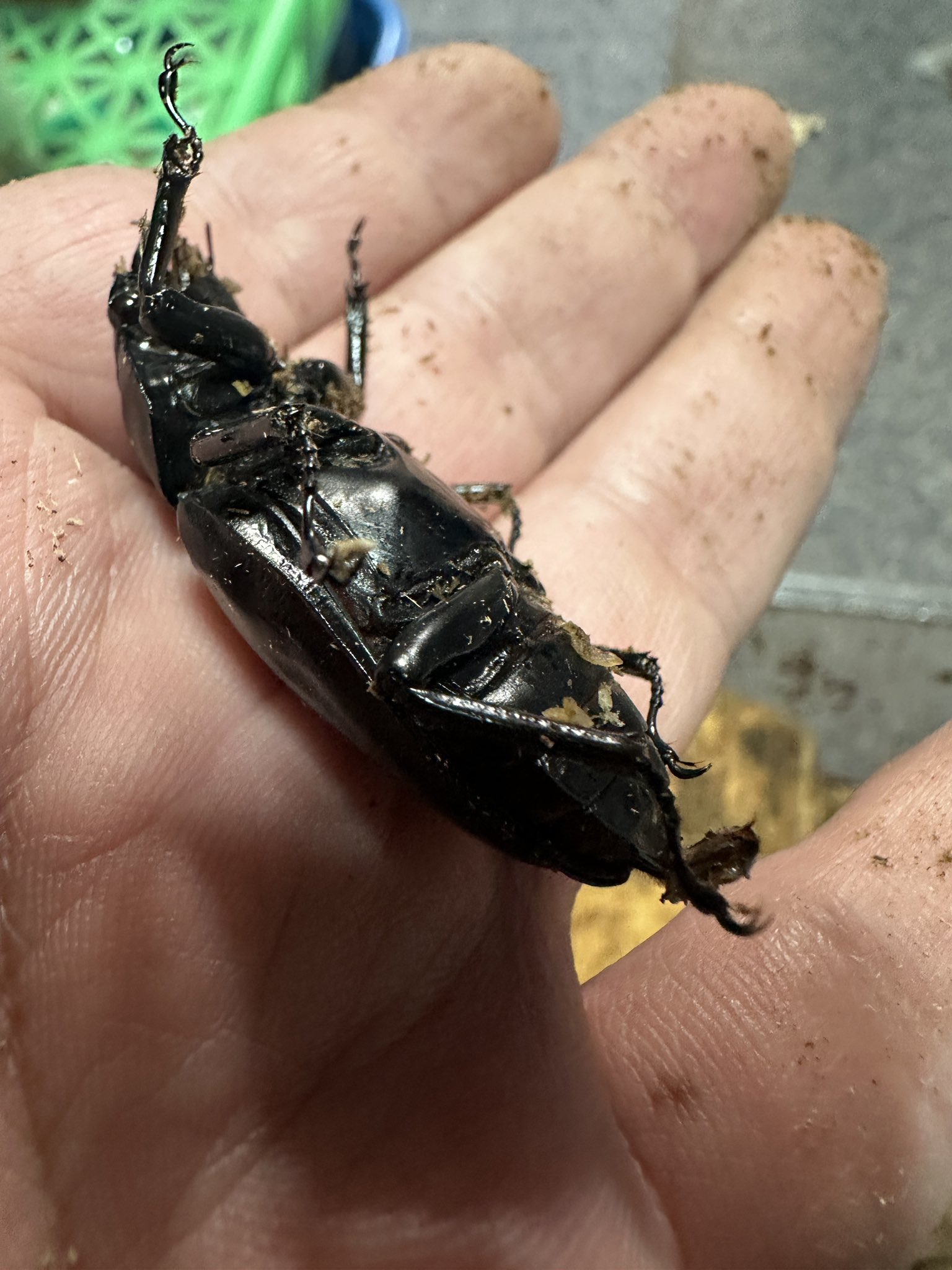 かぶぶくわわ (@mushi_lowkun) / X