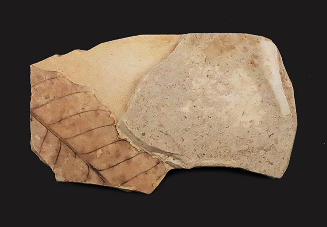 化石・鉱物・隕石販売の化石セブン (@kaseki7) / X