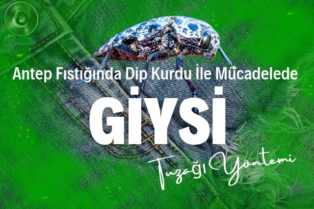 Dip kurduna karşı eski giysilerle tuzaklama yöntemi
hakielik.com/antep-fistigin…