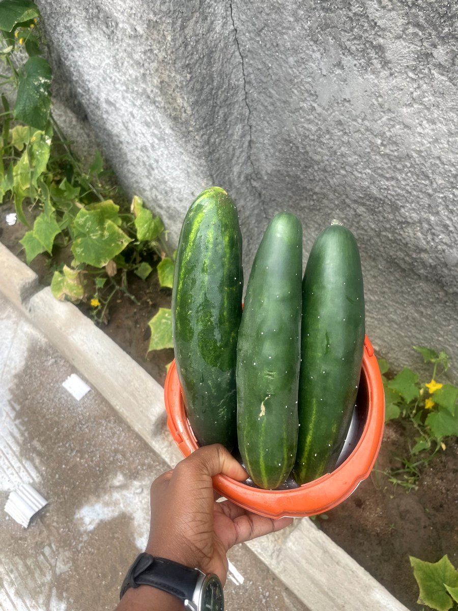 CSDevNet1's tweet image. 🌱 Freshly from the CSDevNet office🌿🍀
Home gardening is more than food, it’s resilience, healthier diets & climate action. Every leaf & fruit brings us closer to a sustainable Nigeria. 🌍
What are you growing today?
#Act4GreenNigeria #Sustainability #FoodSystemTransformation