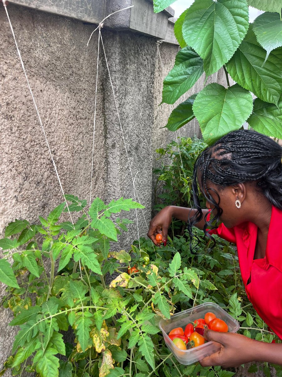 CSDevNet1's tweet image. 🌱 Freshly from the CSDevNet office🌿🍀
Home gardening is more than food, it’s resilience, healthier diets & climate action. Every leaf & fruit brings us closer to a sustainable Nigeria. 🌍
What are you growing today?
#Act4GreenNigeria #Sustainability #FoodSystemTransformation