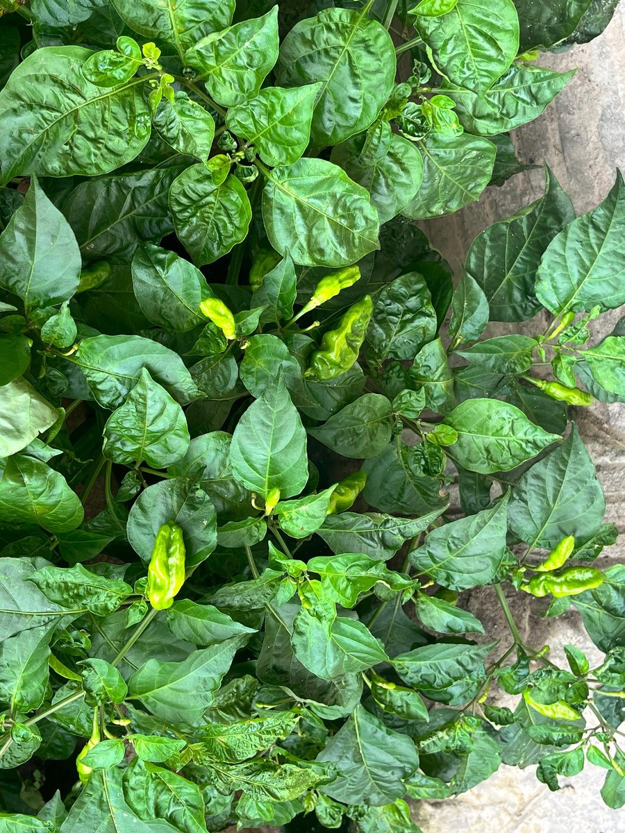 CSDevNet1's tweet image. 🌱 Freshly from the CSDevNet office🌿🍀
Home gardening is more than food, it’s resilience, healthier diets & climate action. Every leaf & fruit brings us closer to a sustainable Nigeria. 🌍
What are you growing today?
#Act4GreenNigeria #Sustainability #FoodSystemTransformation