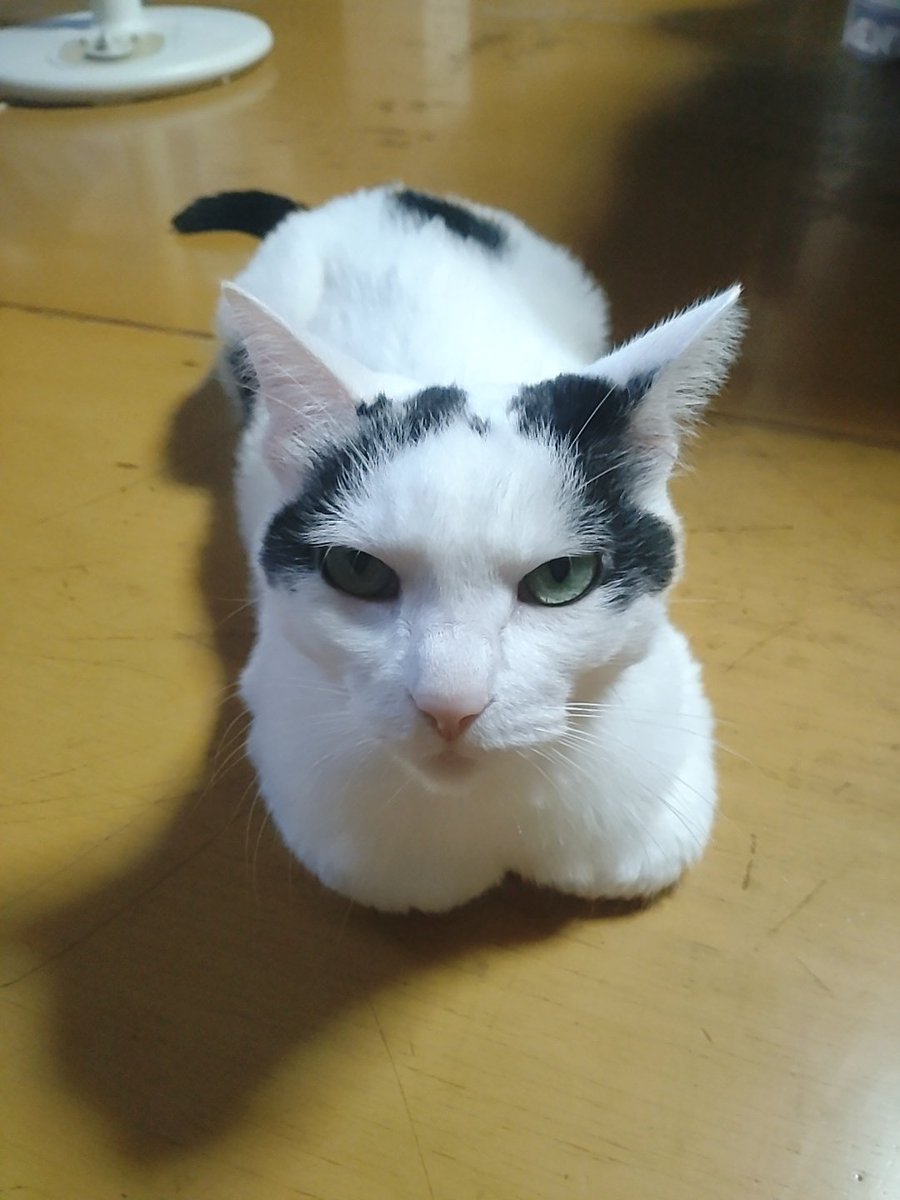 今日も暑いから
床が気持ちいいよ😺