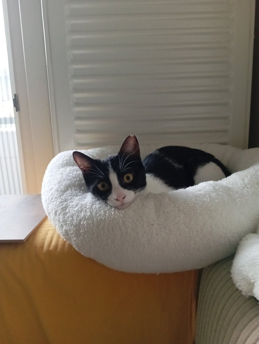 Hayvanları sevmeyenlerden uzak durun , insanlık içinde hiç bir şeyde beklemeyin