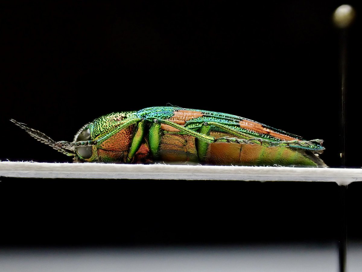 こちらは台湾の幻のタマムシとも呼ばれるBuprestis mirabilis あの大