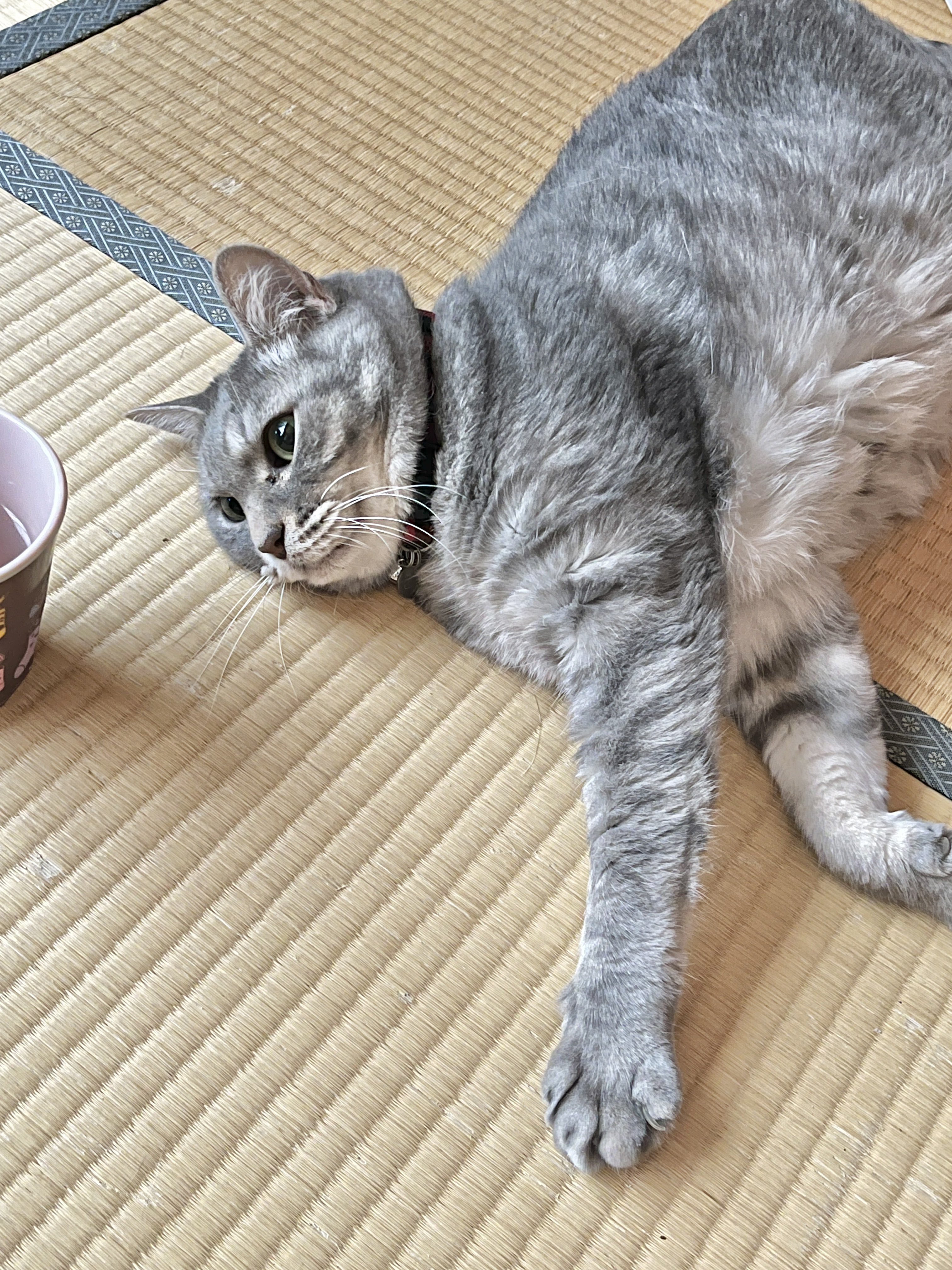 空腹 on X: 