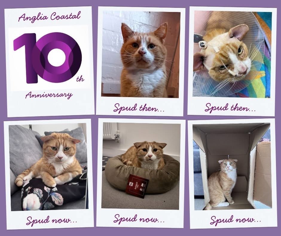 September marks the month when the branch is celebrating its 10th anniversary, and during the month we are featuring some of the memorable cats that we’ve helped to rehome over the years, now we’re onto…

2023…Spud

Read his story… facebook.com/share/p/15c1te…