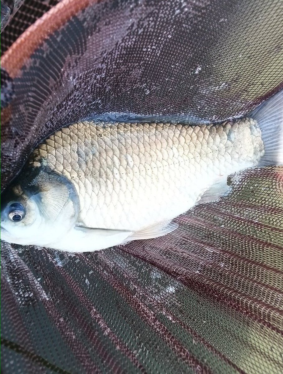 kohoku58's tweet photo. 今日の朝日池🌞🌞🌞
朝から高気温でヘラさんは水面お祭🎆待機中🎣
0.9M両🍡　10尺
ハリス0.6　8の字結びの所を湿らせて締め付ける事を忘れていました🔥
湿らせ締め付け後はハリス切れが激減しました😊
イカツイヘラさんのヘラ臭で今日もレベルアップしました🎣🎣 https://t.co/KVOc8vUPrL