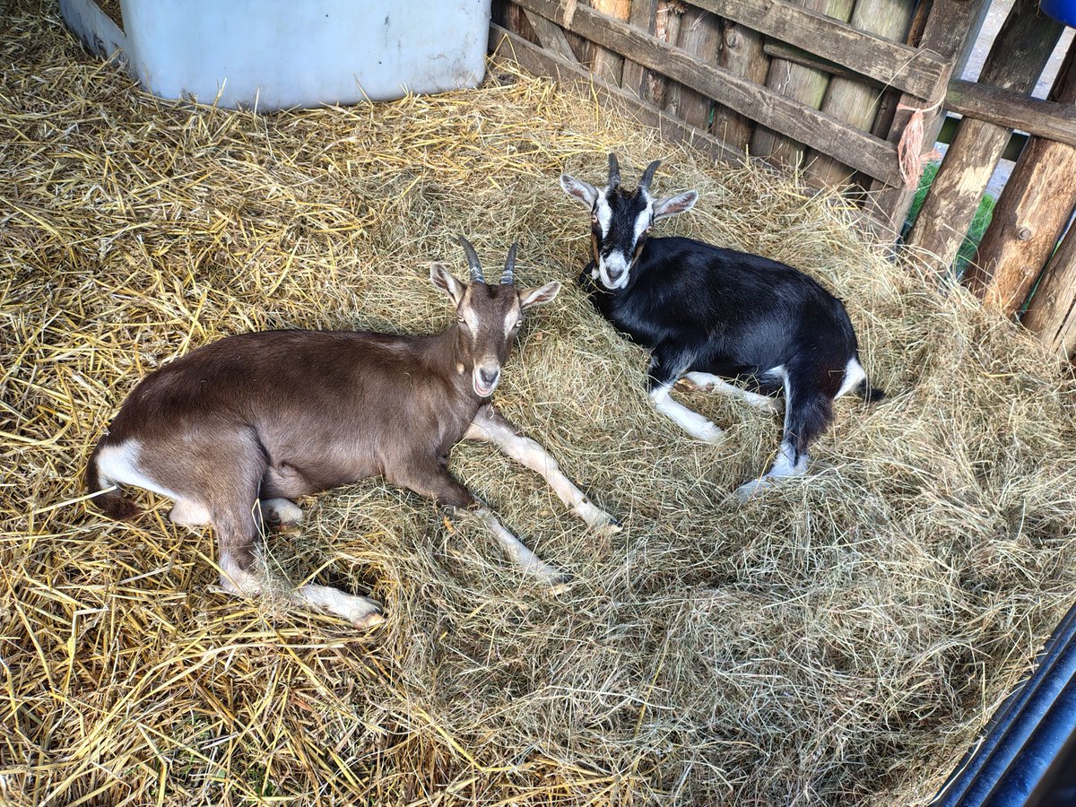 Is this Breakfast in Bed?