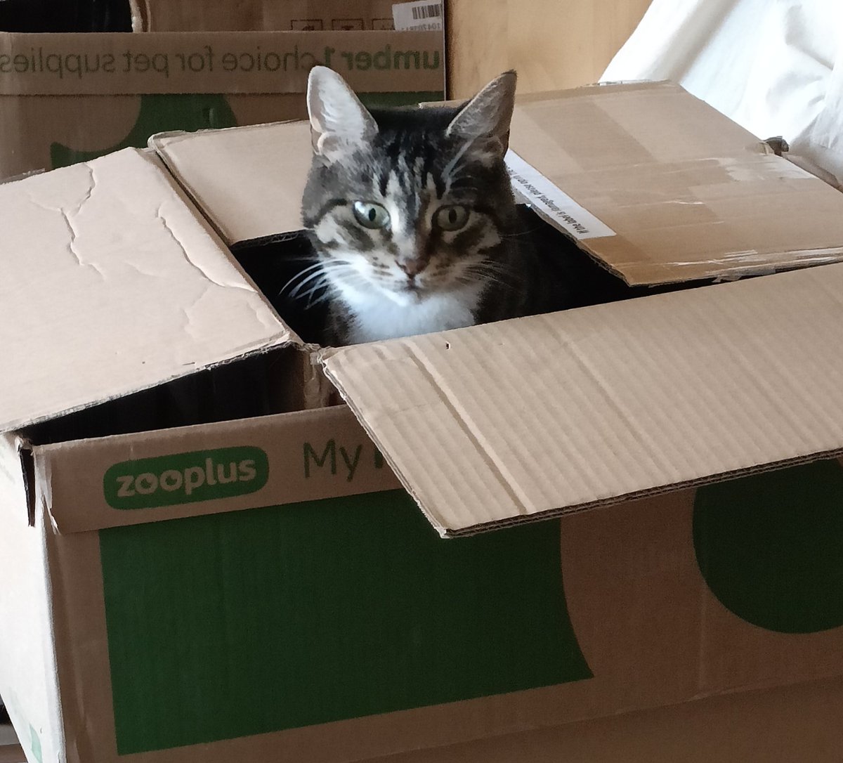 Hallo Freunde, wir hoffen Ihr seid gut in die Woche gestartet. Kleiner Nachtrag zum Karton.  Auch Lilly und Lotte haben ihn inspiriert. War halt eine Familien Angelegenheit. Passt auf euch auf.