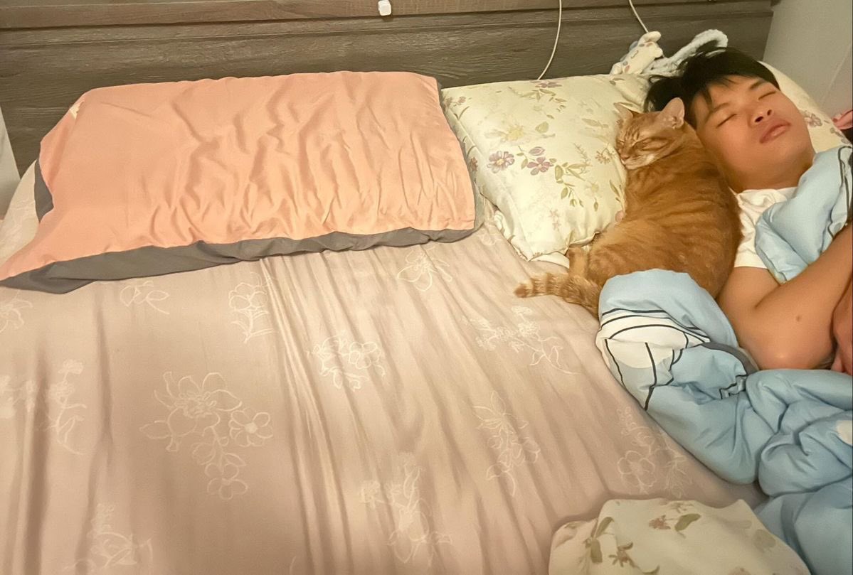 No Cats No Life (@nocatsnolife_m) on Twitter photo 