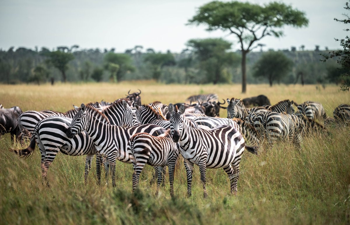 Altezza Travel tweet media