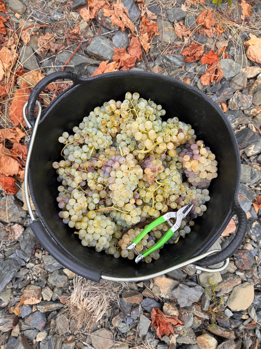 🍇 El deu per cent de la producció dels cellers de la DOQ Priorat correspon a varietats blanques. Bona part d'aquestes varietats ja han estat vermades.

Amb el suport 👇 
<a href="/costadauradatur/">Costa Daurada</a> 
Generalitat de Catalunya
Wine in Moderation  

#DOQPriorat #Priorat #Winelover #Verema