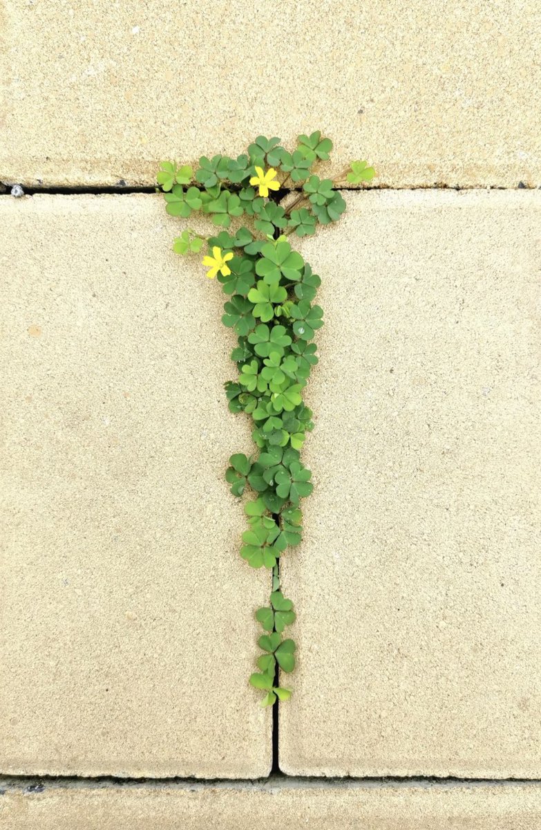 Küçük bir hatırlatma: Asla vazgeçme💚