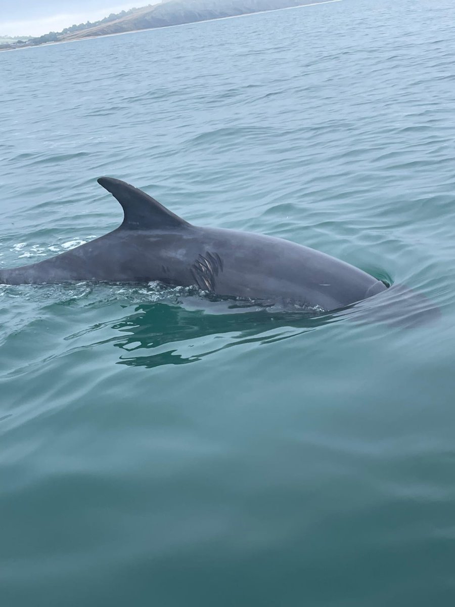Solitary but sociable dolphins. In collaboration with marine conservation charities, we've published a new blog delving into lone dolphin, behaviour, why human interaction can be harmful and what you can do to help protect them.
 
Find out more bit.ly/4pvs6TY