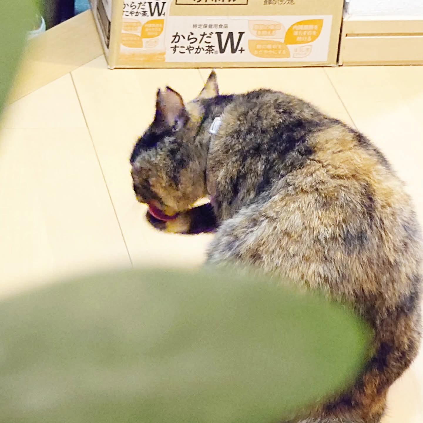 どこかの猫好き はこ庭🕊️ on X: 