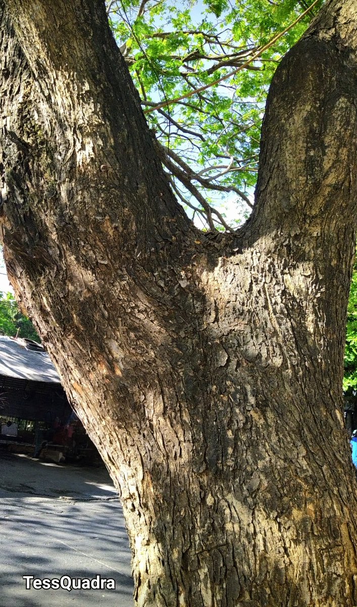 Kon_tessa's tweet image. #TuesdayTrees 
💚🌳❇️