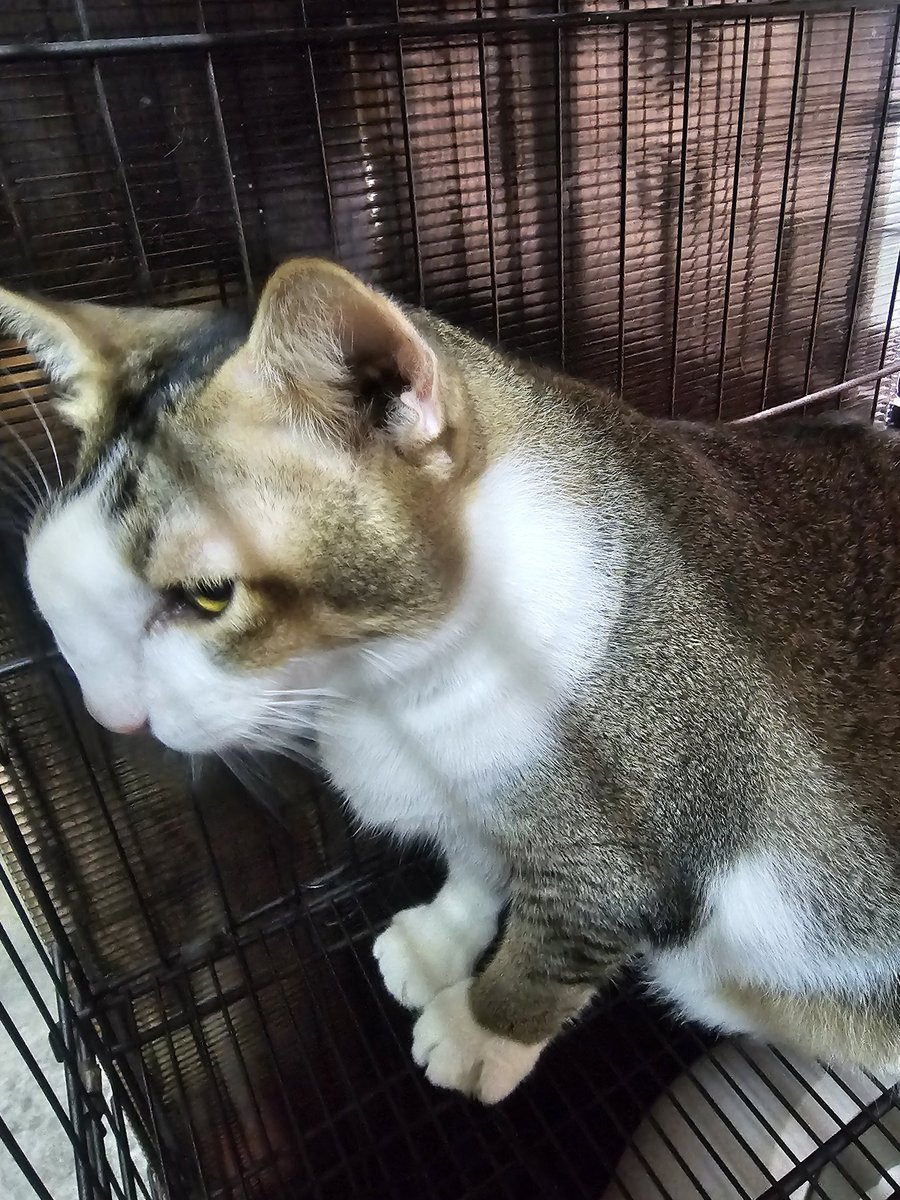 nuarkheng tweet media